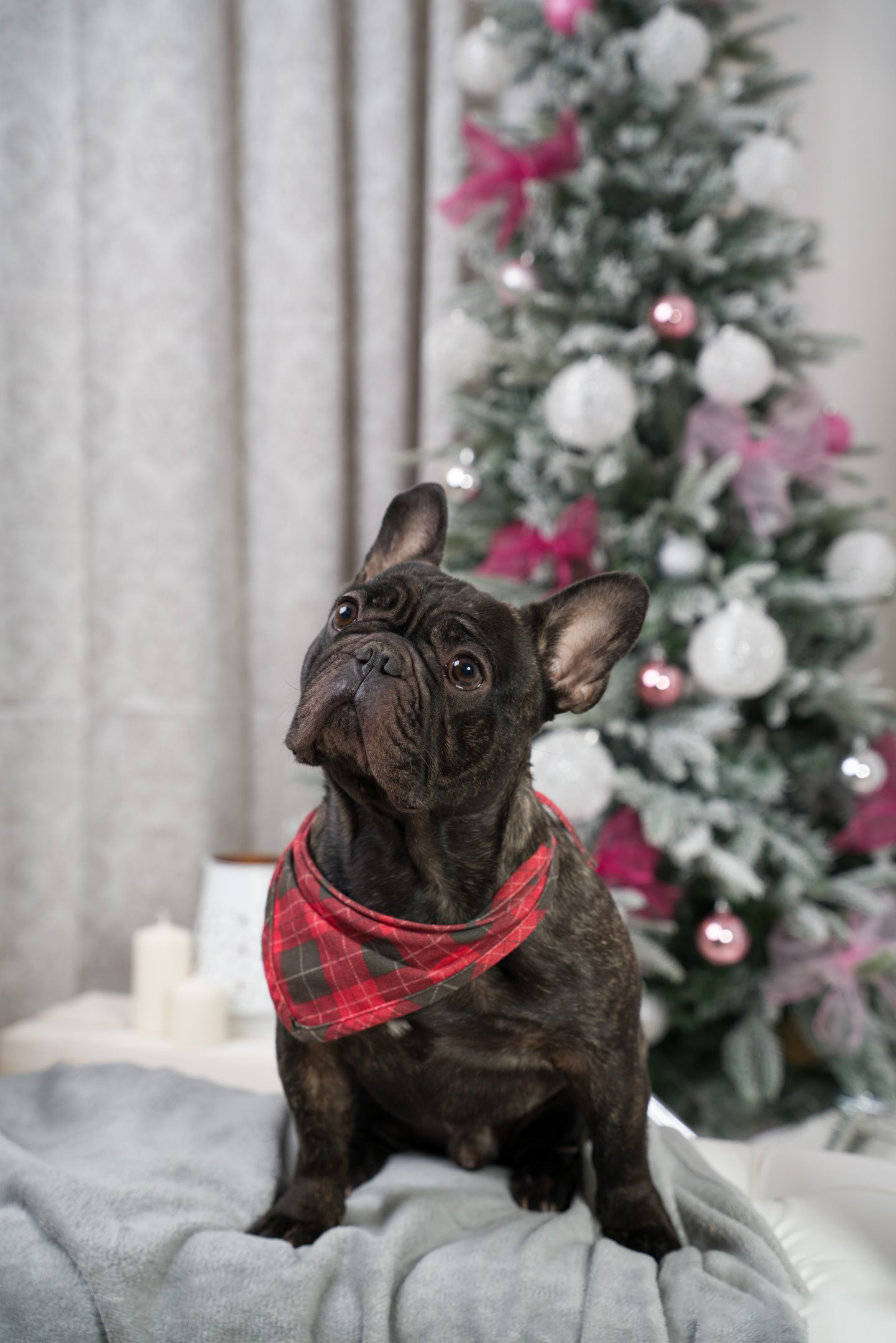 Gasparek ma już swoje świąteczne zdjęcie